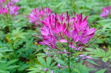Violet Queen Cleome Seeds for a lasting display in the flower bed