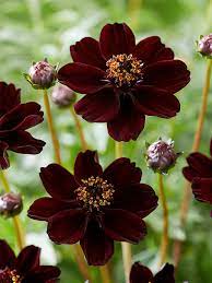Chocolate Mint Rose Seeds for a fragrant addition to the herb patch