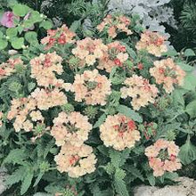 Verbena Peaches and Cream Perennial Seeds for colorful blooms in the Soft, Elegant Blooms in Your Garden