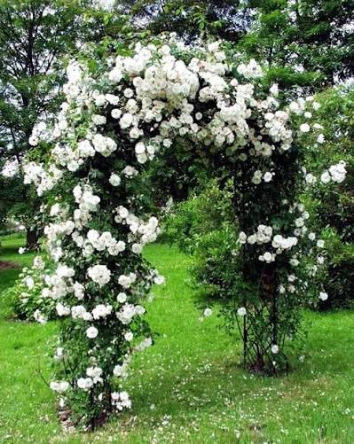Chinese Rosa Rosa Rosso White Rose Yellow Perfumed Flowers Climbing Plants Seeds for training up trellises and fences