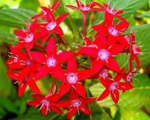 Pentas Lanceolata Seeds for a colorful addition to any planting