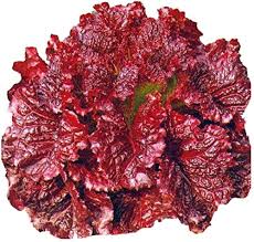 Lettuce-style coleus grown from seeds with leafy textures and ornamental appeal