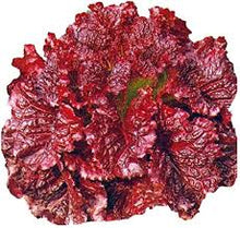 Lettuce-style coleus grown from seeds with leafy textures and ornamental appeal