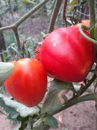 Landrace (Tomato Solanum lycopersicum heirloom vegetable) for planting in garden