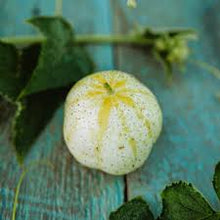 Lemon Cucumber Seeds for home growers seeking a reliable harvest