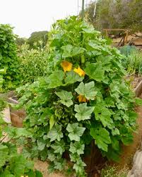 Climbing zucchini Rampicante Italian trumpet zucchini  Ornamental Garden Plant Garden Plant Seeds