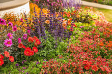 M Lange De Grainium Grain et De  Ornamental Garden Plant for Home Gardening