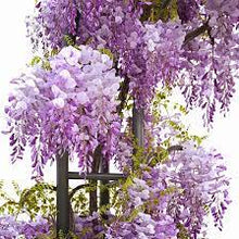Mini Wisteria Bonsai Seeds (Wisteria sinensis) for a lasting addition to the Ornamental Flower Garden