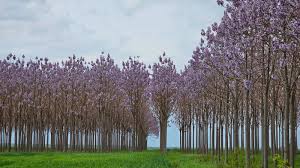 Paulownia Shantong Paulownia Tomentosa Di Heavy Torch  Ornamental Garden Plant Premium Quality Seeds