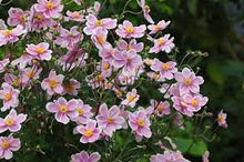 Windblume Seeds (Anemone spp.) for colorful blooms in the Flower Bed & Garden