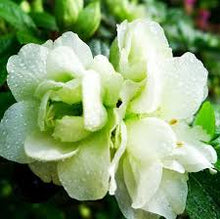 Azalea Rhododendron Green Seeds known for pollinator Backyard Landscaping