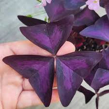 Purple Oxalis Flower Seeds et  Ornamental Garden Plant Garden Plant Seeds