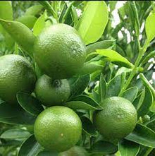 Calamondin Seeds (Citrus microcarpa) for a bright addition to the Home Garden