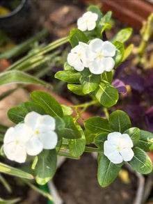 Periwinkle Vinca Roscea Mix Seeds for a colorful addition to any planting