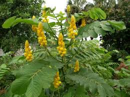 Candelabra Bush Flowering Plant Euphorbia spp. for planting in flower bed