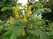 Candelabra Bush Flowering Plant Euphorbia spp. for planting in flower bed