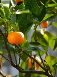 Mandarin and Orange (Citrus Reticulata) Fruit Tree Seeds et  Ornamental Garden Plant for Home Gardening