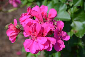 Geranium Pelargonium Hortorum Deep Pink Seeds for seasonal color across the Garden Containers