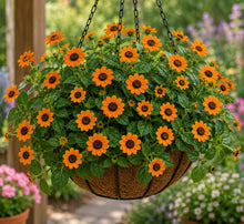 Orange Flora and Daisy Ice Flow Iceplant Seeds for a sweet addition to the home orchard