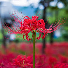 Red Spider Lily Lycoris Radiata Seeds for a colorful addition to any planting
