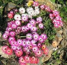 Ice Plant Bright Red Plants for colorful blooms in the Colorful Garden