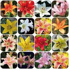 Perfume Lily Seeds for long-term planting in the yard