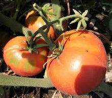 Rebel Yell Tomato Seeds (Solanum lycopersicum) for productive rows in the Vegetable Patch
