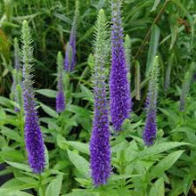 Blue Veronica Flower Seeds et  Ornamental Garden Plant for Home Gardening