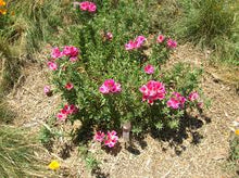 Clarkia Seeds (Clarkia spp.) for seasonal color across the Flower Garden