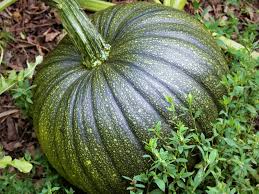 Lagenaria Siceraria Pumpkin Vegetable Seeds