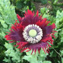 Red and Black Poppy Mixed Seeds for a lasting display in the DIY Garden