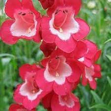 Penstemon Penstemon Barbatus Scarlet Seeds prized for pollinator Native Landscaping