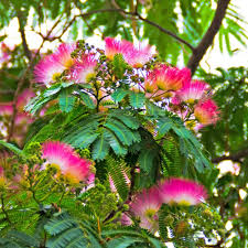 Silk Tree ��������� Albizia julibrissin ��������� for planting as bonsai mimosa flower tree