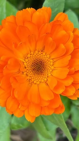 Orange Double Strohblume Helichrysum Seeds for growers wanting a homegrown harvest
