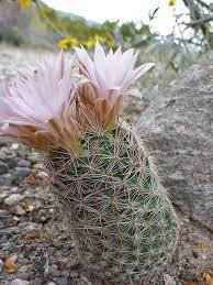 Escobaria Tuberculosa Globular Cacti Miniature Rare Seeds for low-maintenance growers