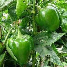 Bell Pepper Capsicum Annuum Sweet Seeds valued by growers for kitchen Fresh Culinary Use