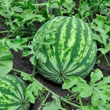 Watermelon Seeds (Citrullus lanatus) for a fresh homegrown crop from the vegetable patch and summer garden