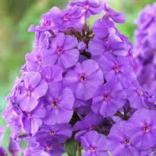 Midnight Bonbon Phlox Seeds (Phlox paniculata) for growers filling out the flower beds and border gardens