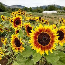 Branching Sunflower for planting in flower bed