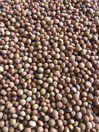 Cajanus Cajan Pigeon Pea Gandules Seeds Exotic Edible Beans Rare Gandul Seeds  Ornamental Garden Plant Garden Plant Seeds