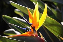 Strelitzia Bird of Paradise Seeds (Strelitzia reginae) for colorful blooms in the Urban Garden