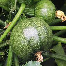 Rare Round Zucchini Seeds for home growers seeking a reliable harvest