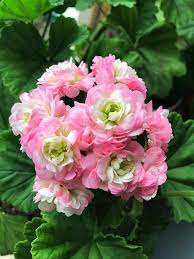 Geranium Flower ��������� Pelargonium spp. ��������� for planting in white red garden