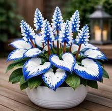 Blue Coleus Seeds Beautiful Flowering Plants Bonsa in Pot Balcony Magical Color By Svi  Ornamental Garden Plant for Home Gardening