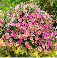 Petunia Seeds for a colorful addition to any planting