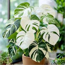 White Monstera Plant Seeds,  Ornamental Garden Plant Premium Quality Seeds