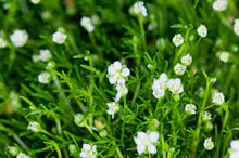 Imported Irish Moss Seeds (Sagina subulata) - Green Beautiful Moss Seeds - Garden Creative Garnish Plant DIY - Free Shipping -  of Ornamental Garden Plants Garden Plant Seeds