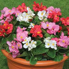 Begonia Super Olympia Rose Seeds for seasonal color across the flower bed