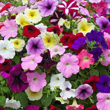 Climbing Petunia Hybrida Multicolor Seeds for fast cover along a fence or wall