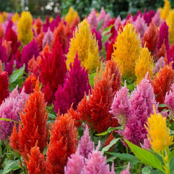 Celosia Spicata Seeds for gardeners building out beds and borders